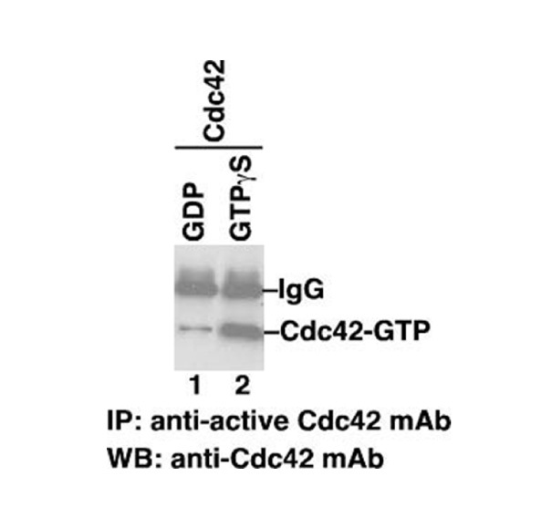 Cdc42-GTP 小鼠单抗/Anti-Cdc42-GTP Monoclonal Antibody