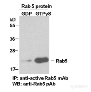 Rab5 Activation Assay Kit