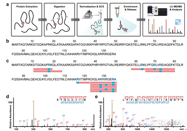 李灵军与叶慧团队合作成果：生物素硫醇标签辅助质谱法对蛋白质瓜氨酸化进行全局分析
