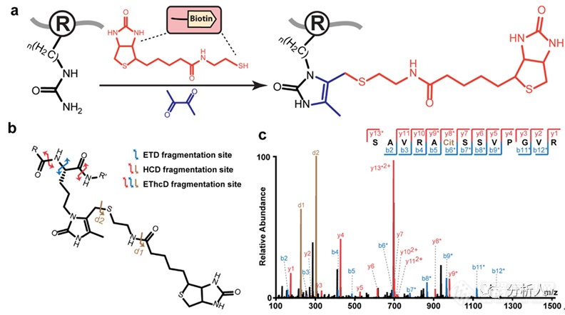 李灵军与叶慧团队合作成果：生物素硫醇标签辅助质谱法对蛋白质瓜氨酸化进行全局分析