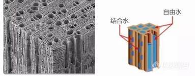 木材吸着水研究（低场核磁共振技术）