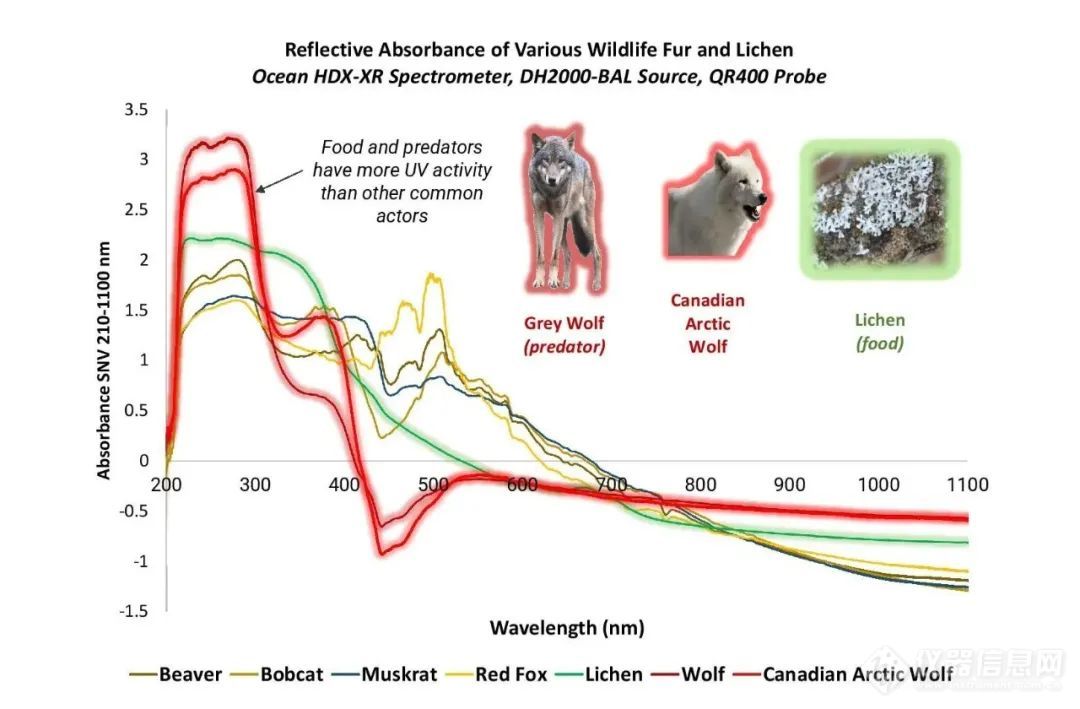 光谱仪小百科 | 紫外线视觉如何帮助驯鹿存活