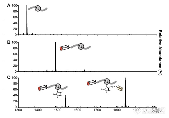 李灵军与叶慧团队合作成果：生物素硫醇标签辅助质谱法对蛋白质瓜氨酸化进行全局分析