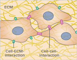 fig_1a_living_tissue.jpg