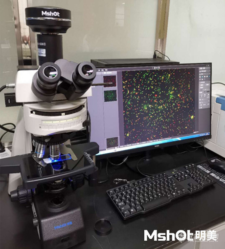 研究级正置荧光显微镜MF43-N