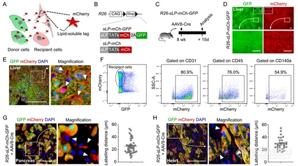 周斌组合作建立基于膜透过荧光蛋白的邻近细胞标记技术