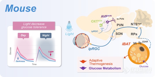 中国科大揭示光感知调控血糖代谢的神经机制