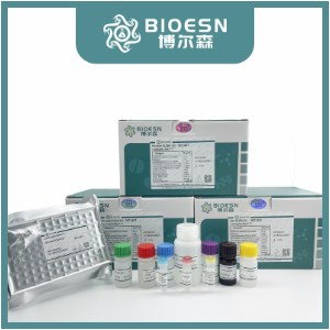 肌动蛋白α/α-SMA/α Actin单克隆即用型免疫组化试剂盒