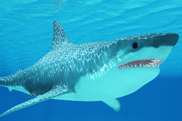 使用激光诱导击穿光谱法（LIBS）确定鲨鱼牙齿中的F元素分布