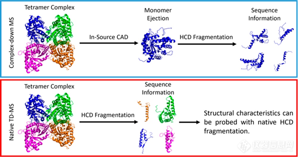 ​基于碰撞活化解离技术的非变性自上而下质谱用于蛋白复合物高级结构解析