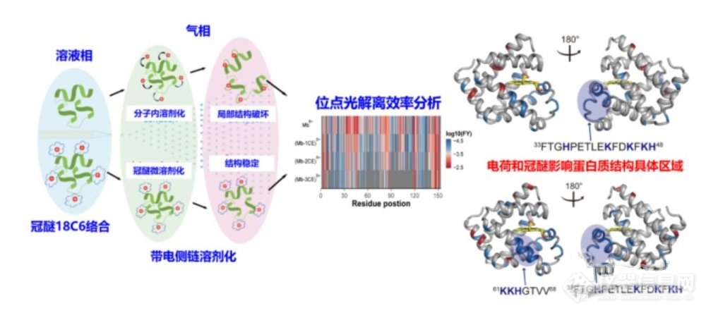 大连化物所：基于nMS表征影响蛋白质结构的分子机制