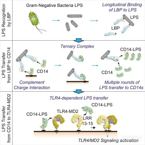 革兰氏阴性菌的LPS激活宿主先天免疫反应