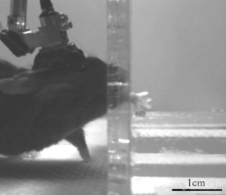 北京大学程和平院士等开发深脑成像的利器—微型化三光子显微镜