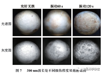 振动胁迫下双孢蘑菇高光谱成像品质检测