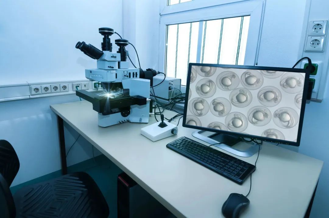 显微镜下的斑马鱼胚胎.jpg