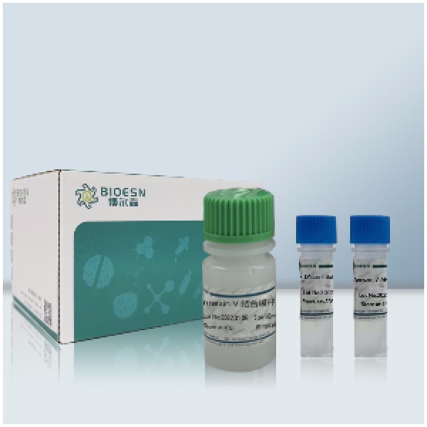 细胞周期检测试剂盒（含RNA酶）