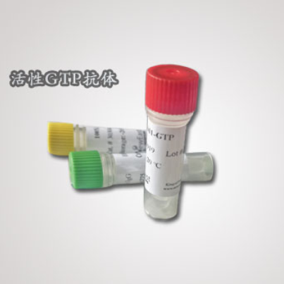 RhoA-GTP 小鼠单抗/现货抗体《推荐》