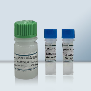 Annexin V PE/7-AAD 细胞凋亡检测试剂盒