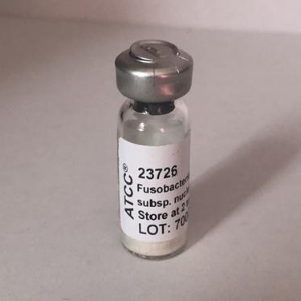 ATCC 19171 溶纤维丁酸弧菌