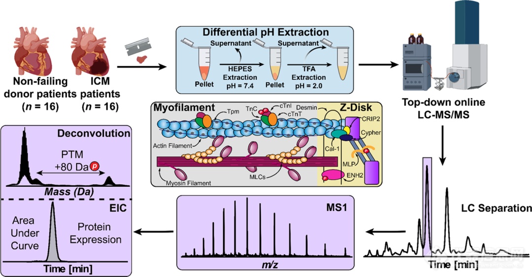 葛瑛团队成果：利用Top-down蛋白质组学建立缺血性心肌病的肌节proteoform图谱