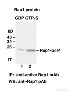 Rap1 Activation Assay Kit