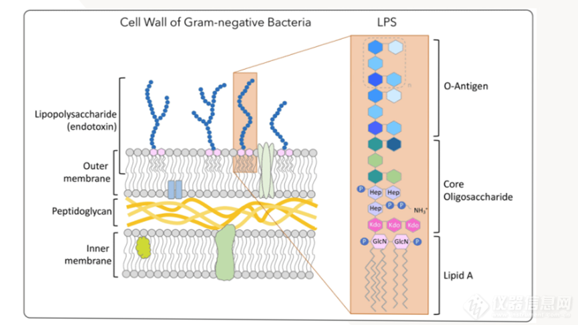 内毒素的化学结构及功能