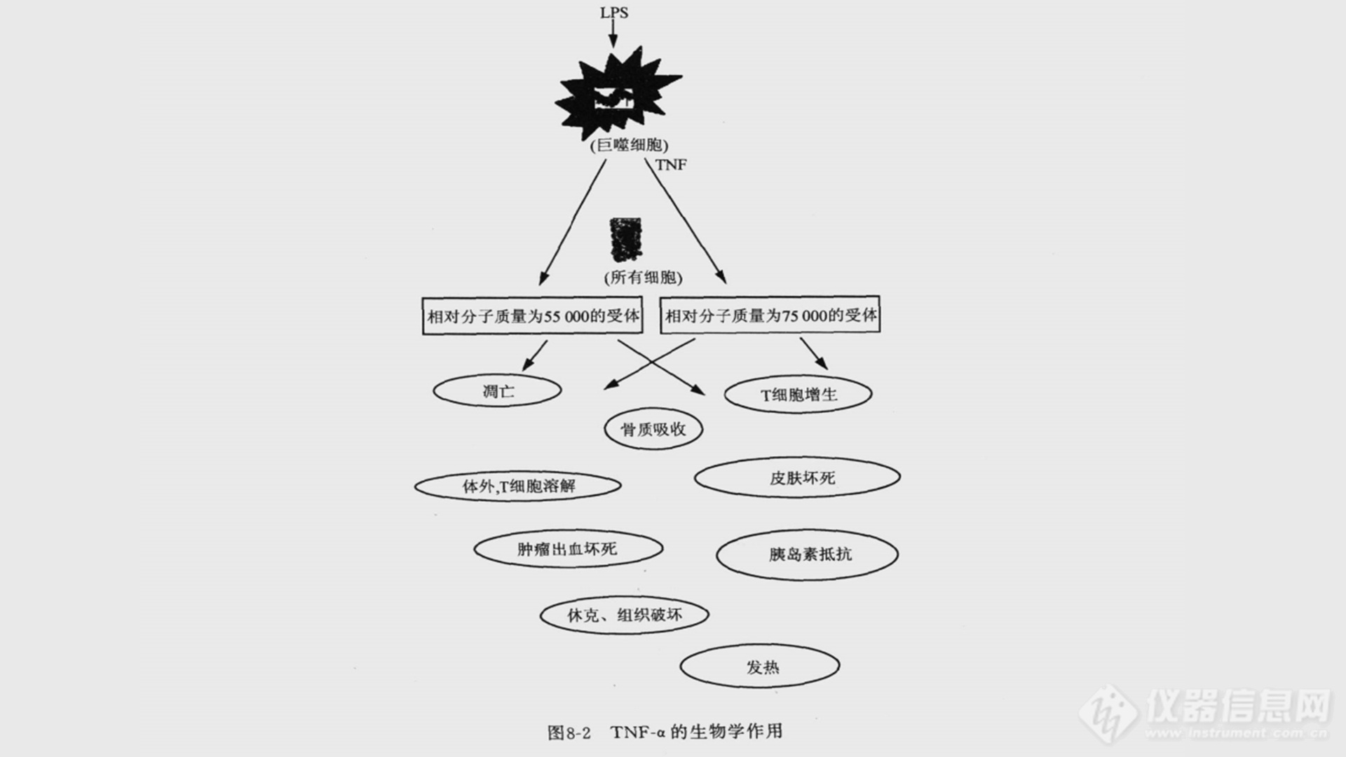 TNF-α的生物学作用介绍