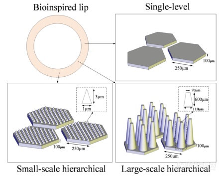 中国科学院合肥物质科学研究院吴晅课题组《Biomimetics》：微米级3D打印助力仿爬岩鱼吸盘制备
