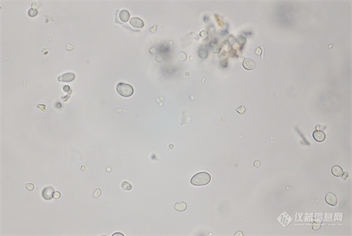 生物显微镜用于中药材粉末鉴定