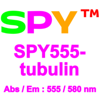 SPY555-微管蛋白活细胞探针