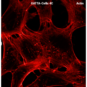 GATTA-CELLS 荧光标准片