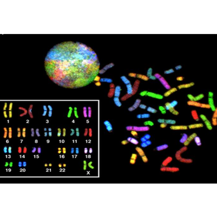 HiSKY 金标准光谱染色体核型分析探针