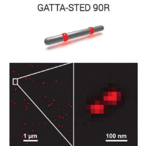 GATTA-STED NANORULER 受激辐射损耗超分辨标准纳米尺