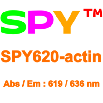SPY620 肌动蛋白活细胞探针