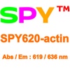 SPY620 肌动蛋白活细胞探针