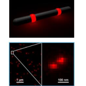 GATTA-STED NANORULER 受激辐射损耗超分辨标准纳米尺