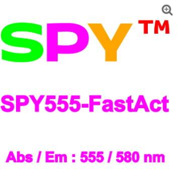 SPY555-FastAct&trade;新型荧光活细胞肌动蛋白探针