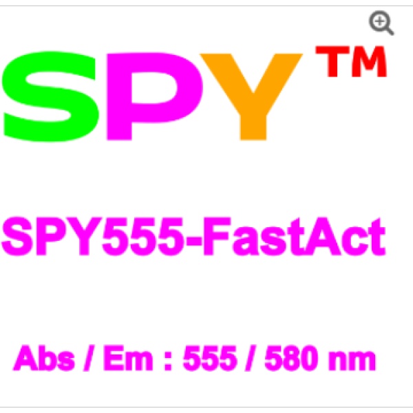 SPY555-FastAct™新型荧光活细胞肌动蛋白探针