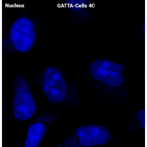 GATTA-CELLS 荧光标准片