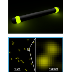 GATTA-SIM NANORULER 单分子定位显微镜标准纳米尺