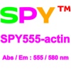 SPY555活细胞肌动蛋白荧光探针