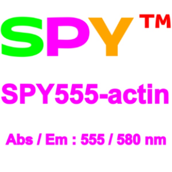 SPY555活细胞肌动蛋白荧光探针