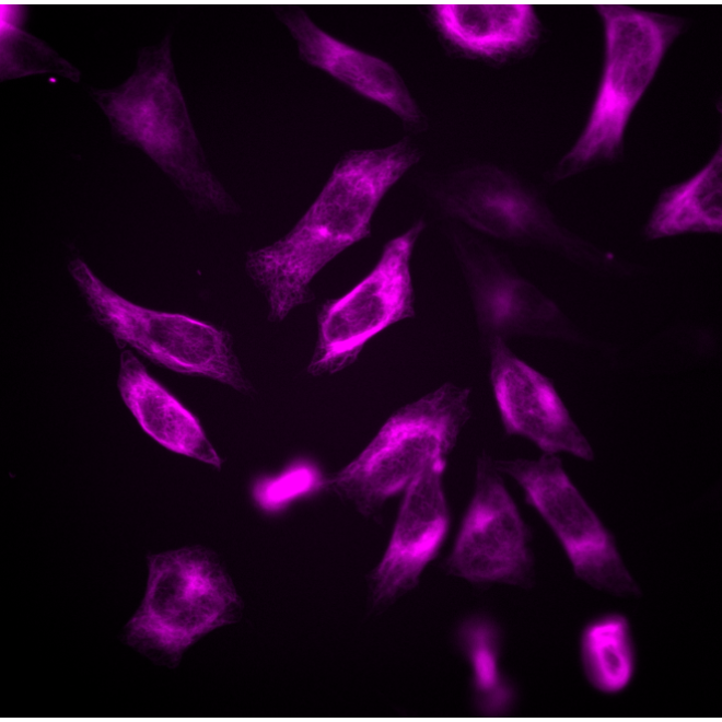 SPY555-微管蛋白活细胞探针