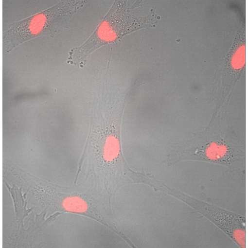 SiR-DNA 生物成像探针