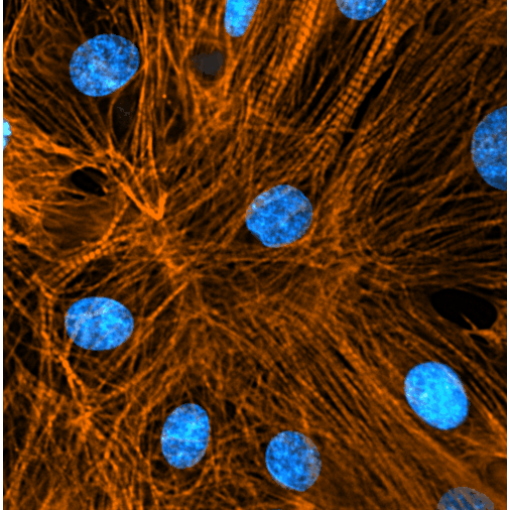 SiR-actin细胞骨架肌动蛋白试剂盒