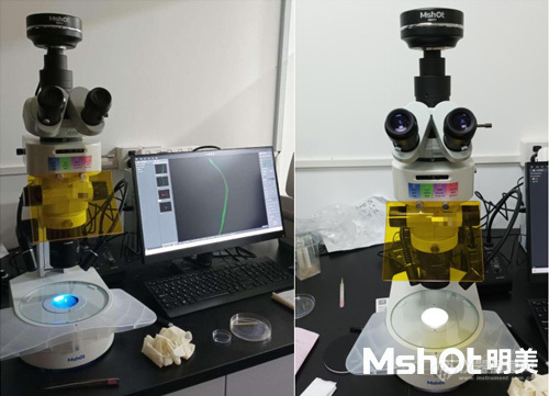 体视荧光显微镜应用于植物生理研究