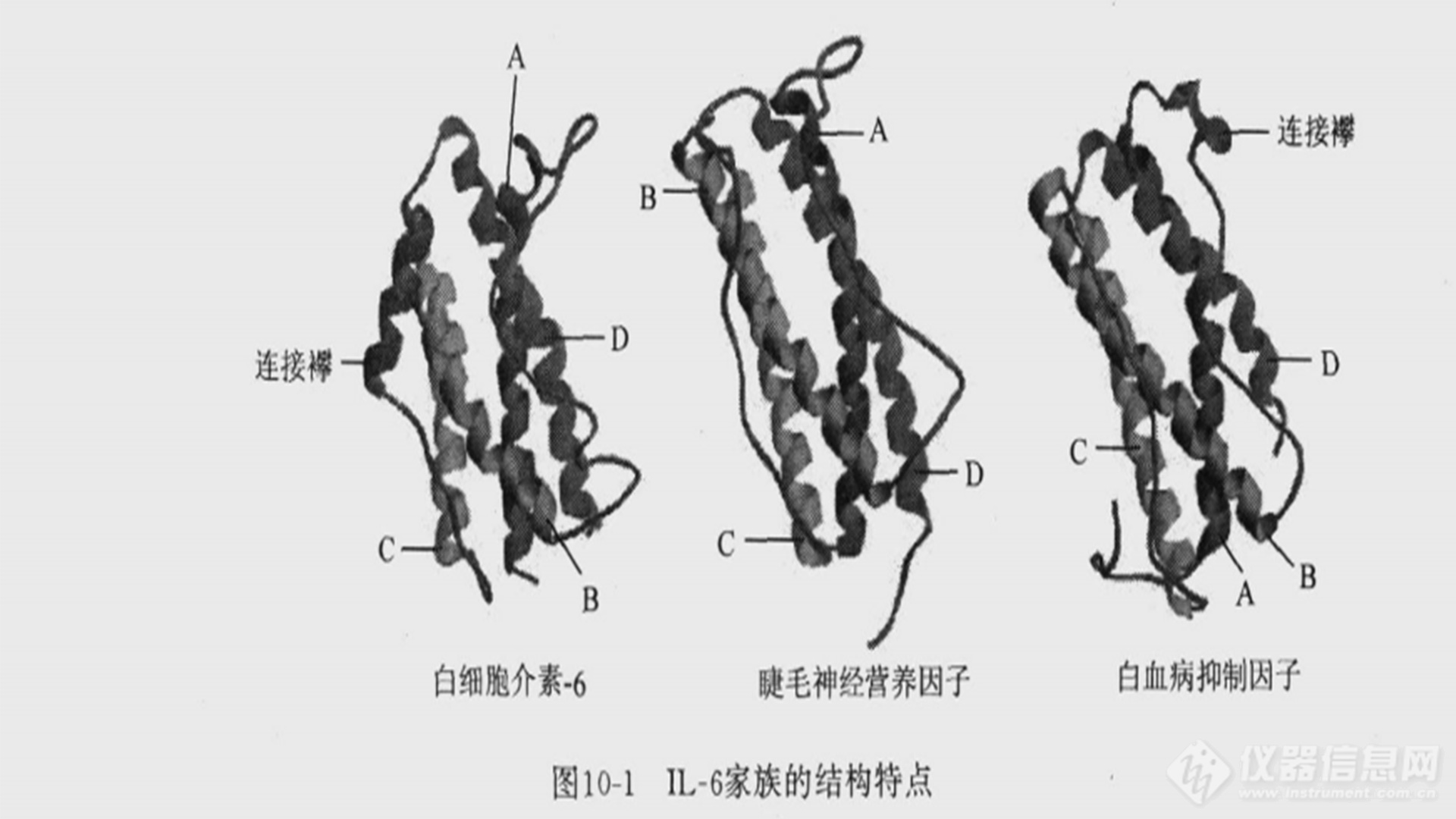 IL-6家族的结构特点