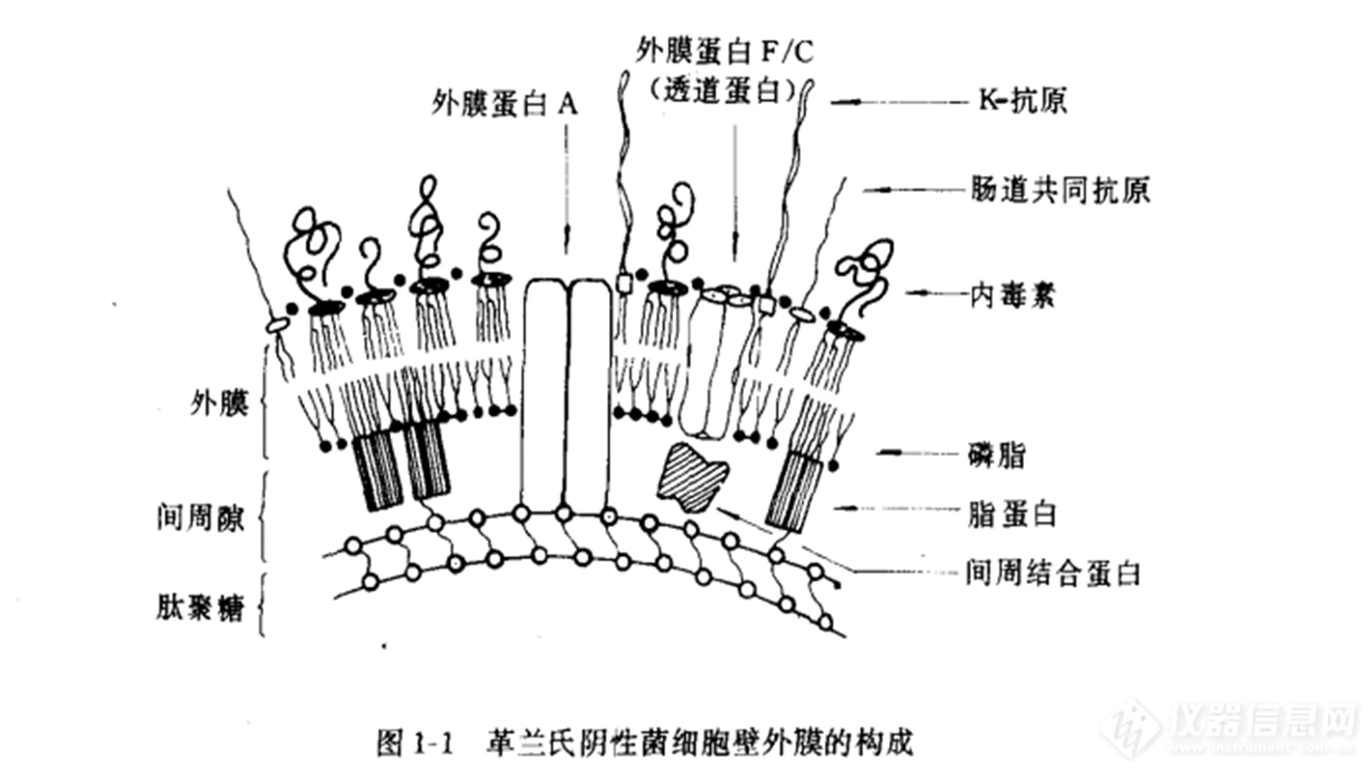 革兰氏阴性菌细胞璧外膜的构成