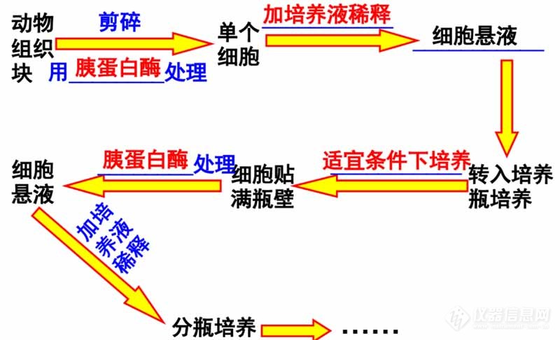 动物细胞培养过程图