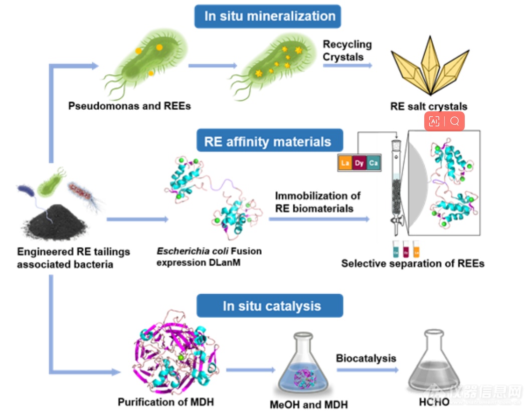 《AM》清华大学刘凯研究员、张洪杰院士实现高纯稀土产品主动生物合成